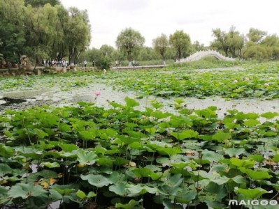北京哈尔滨太阳岛旅游景点推荐,你去过几个?